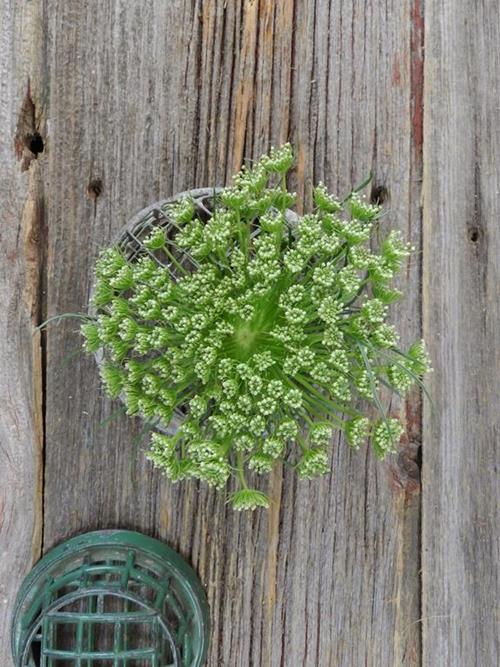 QUEEN ANNES LACE